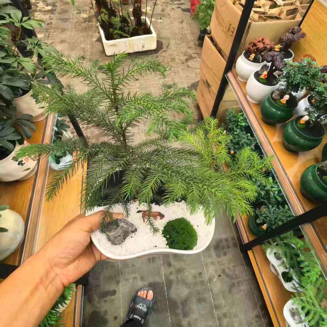 南洋杉盆栽澳洲杉盆景室内桌面禅意微景观四季常青好养顺丰包邮