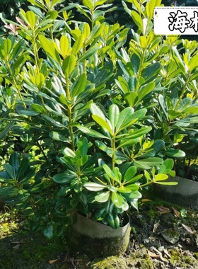 海桐树苗四季常青开花气味芳香围墙绿篱球形耐寒工程园林绿化小苗