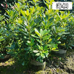 海桐树苗四季常青开花气味芳香围墙绿篱球形耐寒工程园林绿化小苗