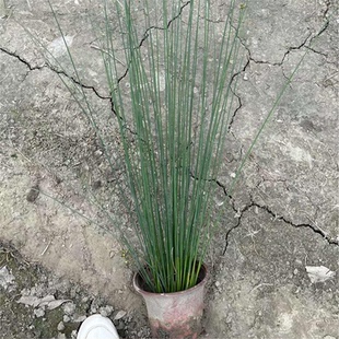 灯芯草盆栽新鲜带原土湿地公园造景植物全株可入药煲水清热去火