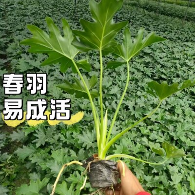 春羽水培绿植盆栽植物室内好养