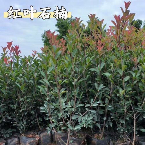 红叶石楠树苗带杯苗土大杯苗庭院绿化树球四季常绿火焰红围墙绿篱