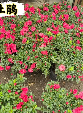 花镜植物比利时花盆栽四季栽培杜鹃花花卉苗室内客厅阳台绿色植物