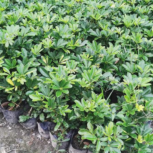 花镜植物鸭脚木发财树鹅掌柴