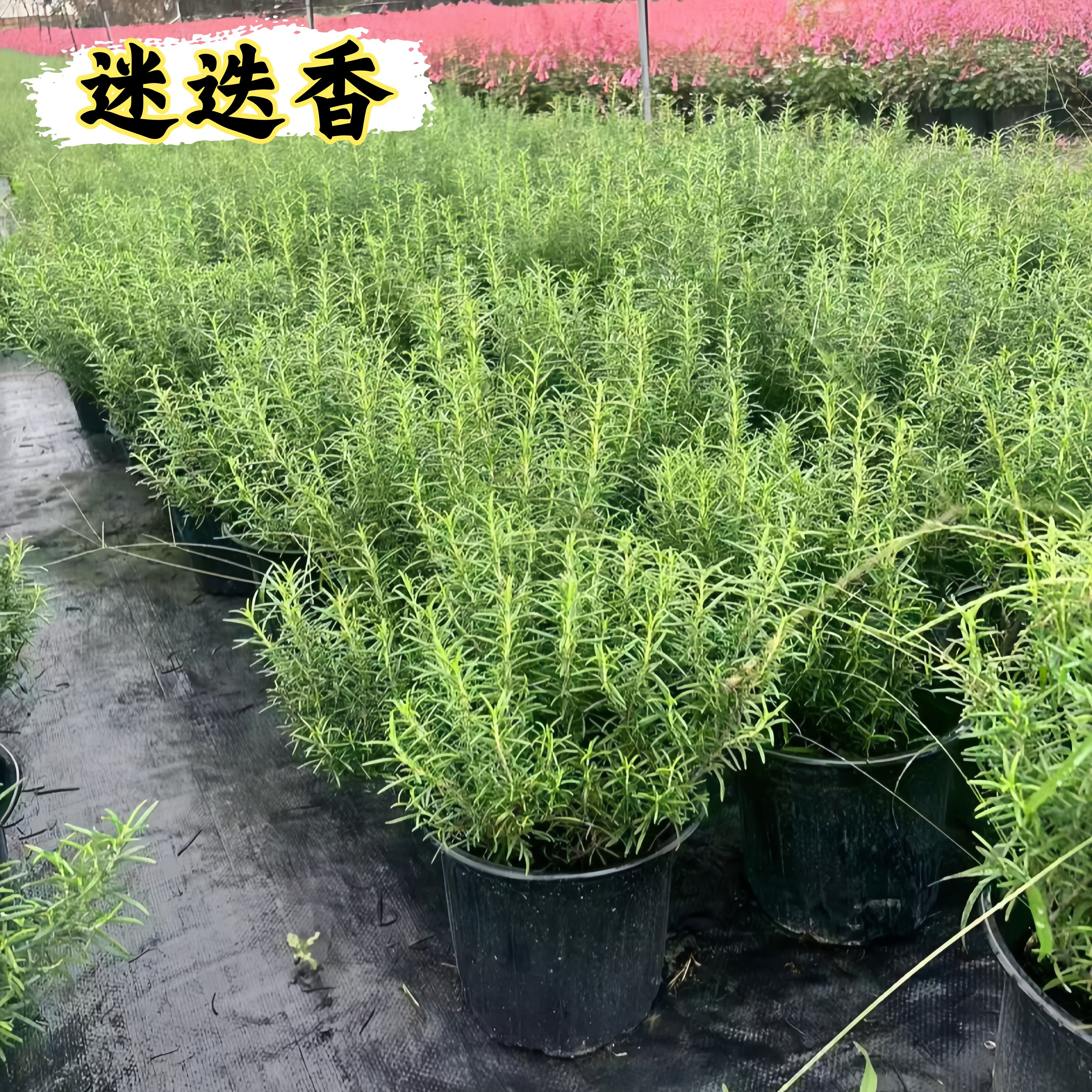 精品迷迭香煎牛排驱蚊香叶图片