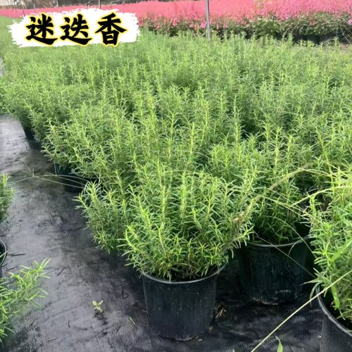 迷迭香盆栽可食用驱蚊植物