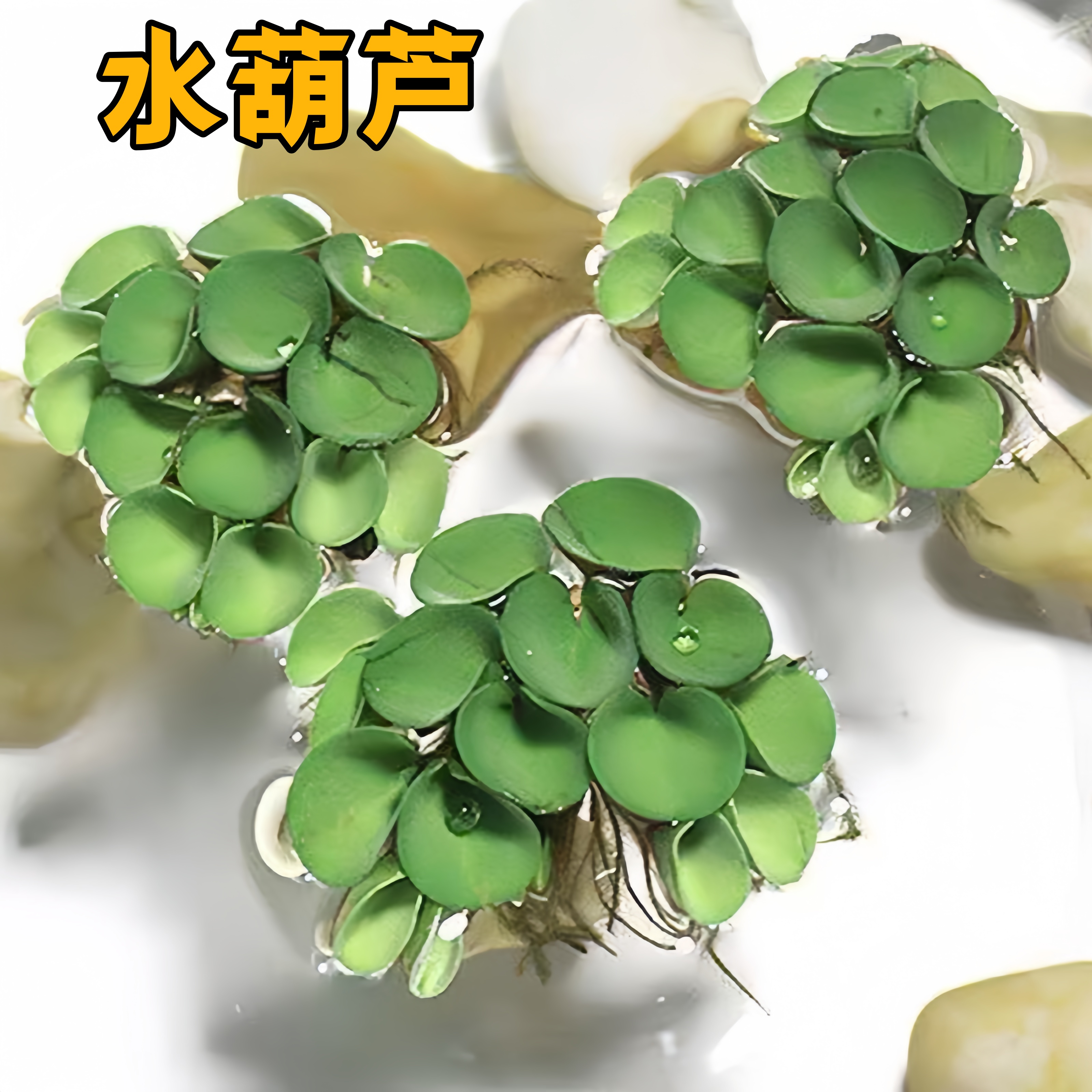 浮萍水草植物鱼缸造景