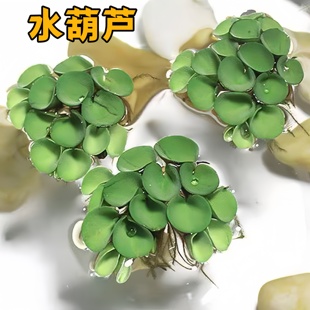 浮萍水草植物鱼缸造景冒泡水培遇水就活水葫芦水芙蓉净水真水草