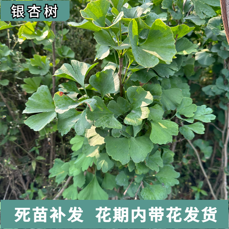 50cm(含)-60cm(不含)庭院别墅