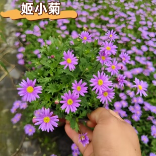 姬小菊盆栽带花苞多季开花多年生耐寒耐冻庭院阳台室内外好养植物
