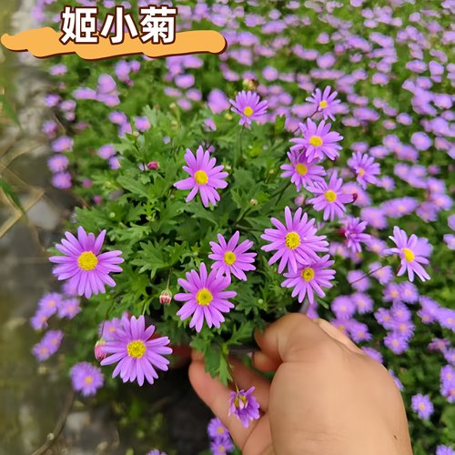 姬小菊盆栽带花苞多季开花