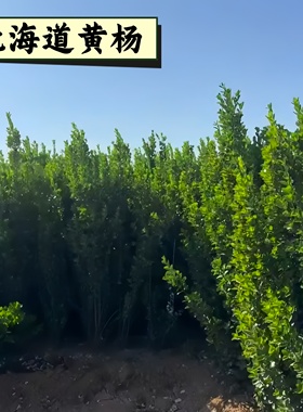 庭院工程绿化专用北海道黄杨苗丛生绿篱耐寒耐旱四季常青好养易活