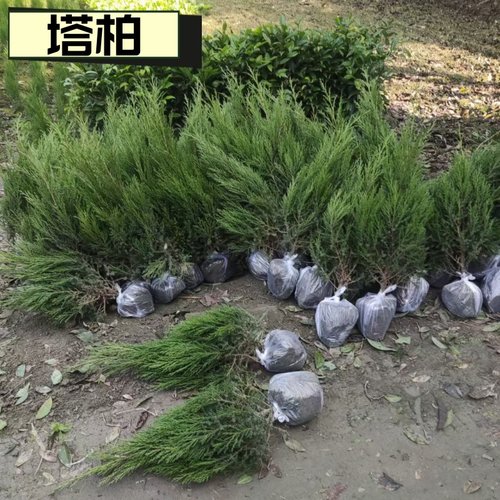 桧柏树树苗塔柏庭院行道风景大树园林工程绿化乔木四季青耐寒耐旱