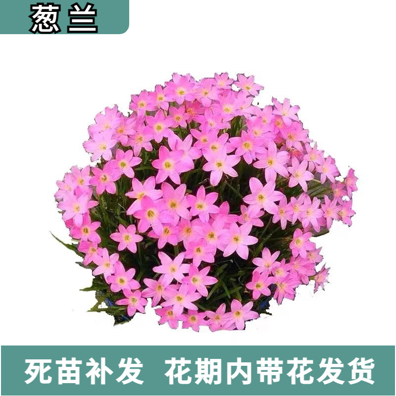 葱兰地苗地栽花苗多年生常绿草本植物红花白花绿化四季好养耐晒
