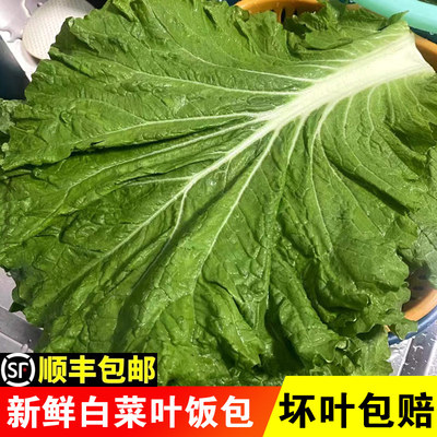 东北饭包白菜叶大白菜叶子顺丰