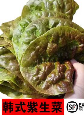 新鲜韩国生菜紫色日韩式生菜包饭包肉烤肉店新鲜蔬菜叶现摘顺丰