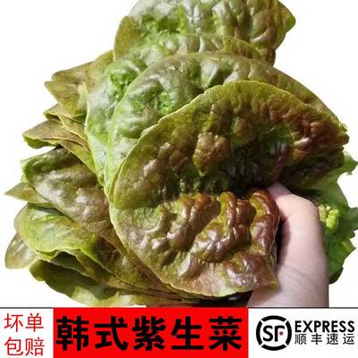 顺丰新鲜韩国生菜紫色包饭烤肉店