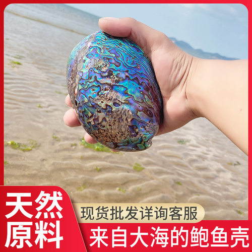 天然蓝色鲍鱼壳水族鱼缸造景地中海饰品鲍鱼贝壳海洋风礼品