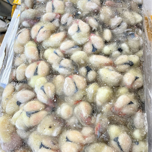 宁波舟山特产全淡冻墨鱼目鱼乌贼蛋带膏乌鱼卵新鲜4斤/板无盐包邮