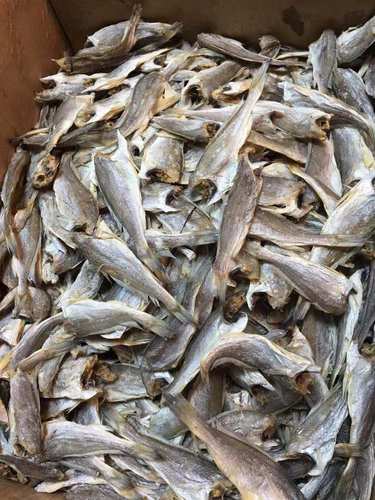 宁波舟山本地去头微咸鱼干黄花鱼小黄鱼梅鱼海鲜干货自晒500g包邮