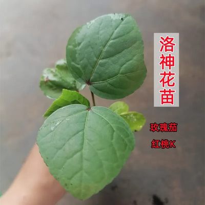 洛神花苗红桃K玫瑰茄苗子花苗花秧小苗家庭种植泡酒泡水洛花神苗