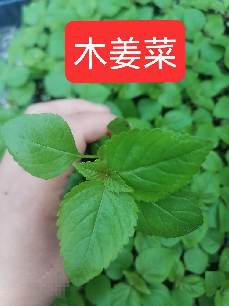 川滇香薷苗泸州木姜菜苗重庆鱼香菜野豆花蘸料辣椒佐料叶种植盆栽