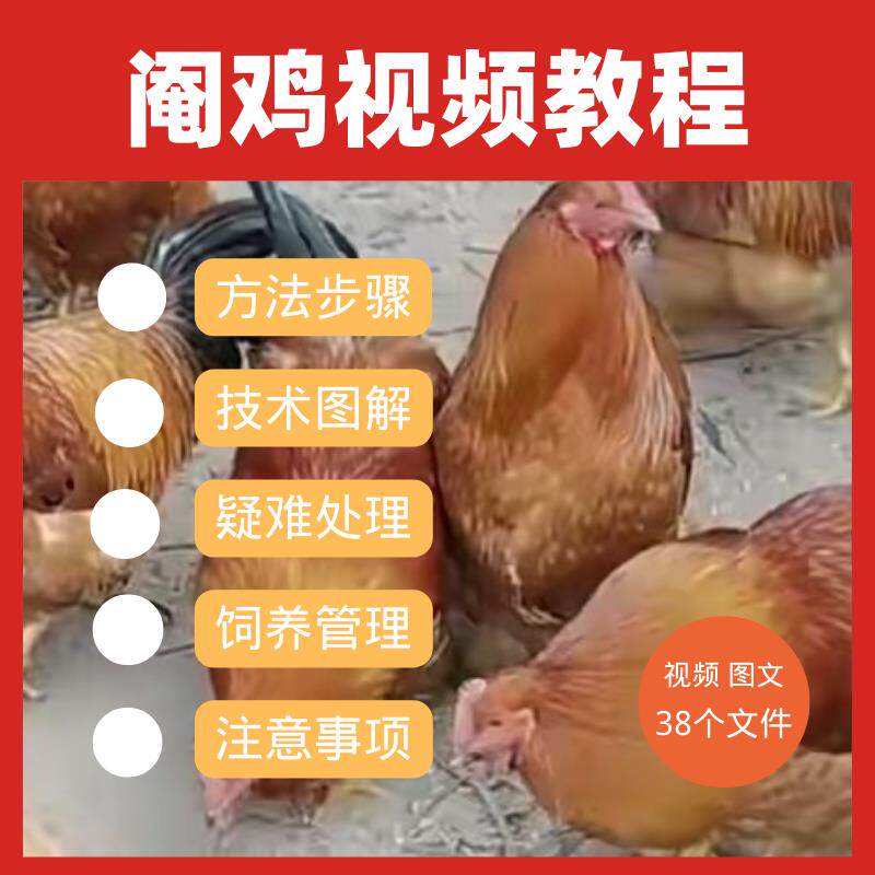公鸡去势视频教程阉鸡方法技巧注意事项疑难处理新手自学养鸡ppt