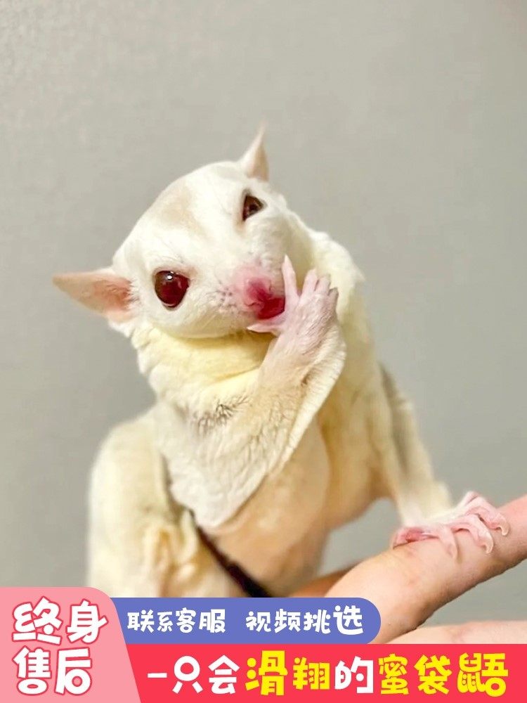 蜜袋鼯蜜袋鼬活物小飞鼠送笼子网红小蜜鼯宠物密龉蜜柚鼠公仔动物