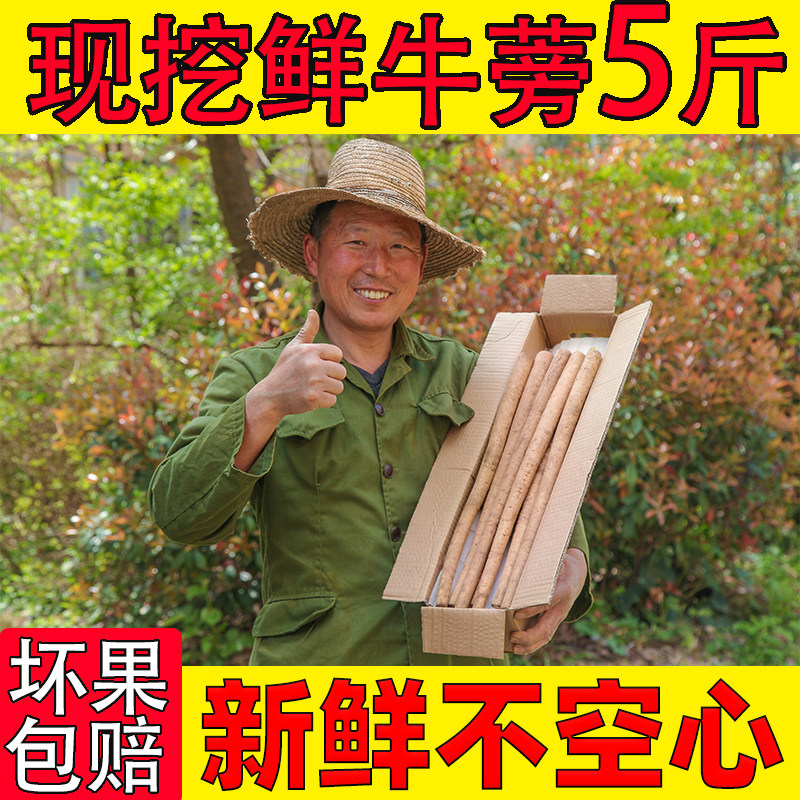 牛蒡根新鲜5斤兰陵现挖2026苍山农产正品野生黄金牛榜旁膀磅茶片