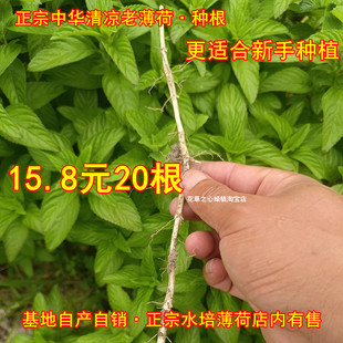 正宗清凉药用薄荷苗盆栽老根种根中华薄荷老品种口感清凉驱蚊植物