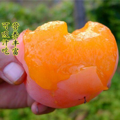 奶油无核柿子苗嫁接苗柿子树苗地栽日本甜柿磨盘柿树苗当年结果苗