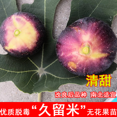 久留米无花果苗96米紫果糖心无花果树苗耐寒抗北南方种植当年结果