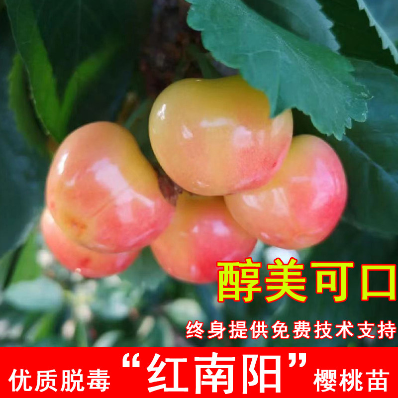 红南阳大樱桃树苗嫁接抗寒黄蜜甜樱桃树果苗南方北方庭院盆栽地栽