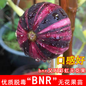 彩虹bnr青花无花果树苗条纹无花果树果苗北南方庭院种植当年结果