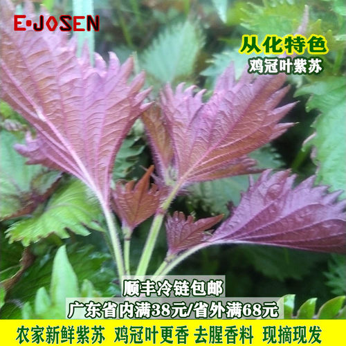 E-JOSEN新鲜香料紫苏从化发货