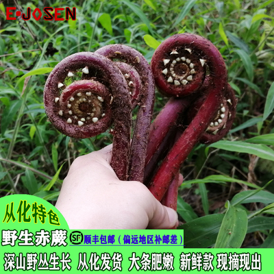 E-JOSEN广东野生赤蕨苦蕨下饭菜