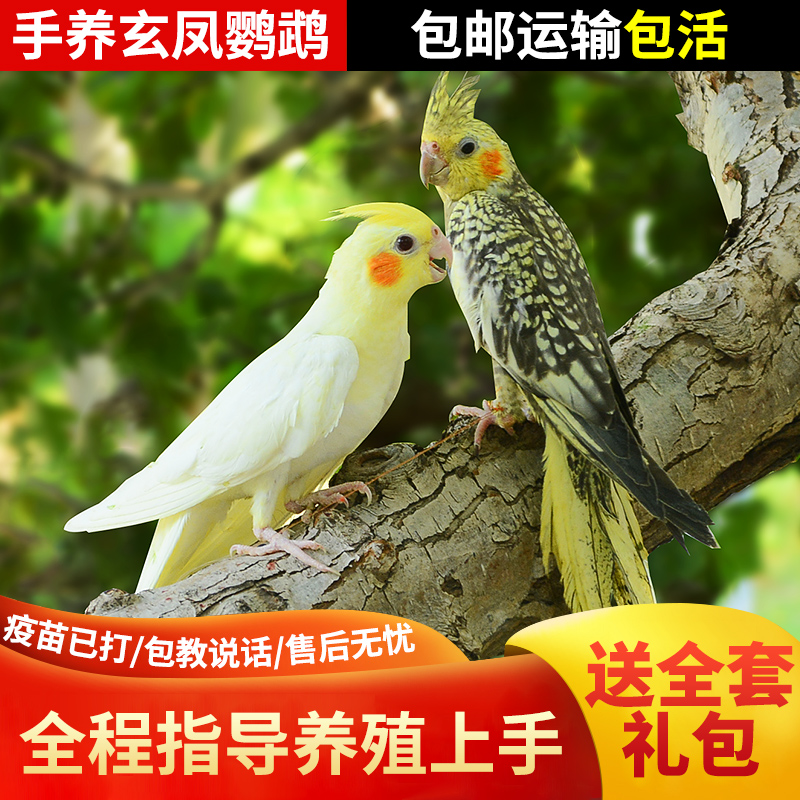 玄鳳鸚鵡活體會(huì)學(xué)說話手養(yǎng)寵物黃化玄鳳一對(duì)可繁殖鳥活物鸚鵡活鳥