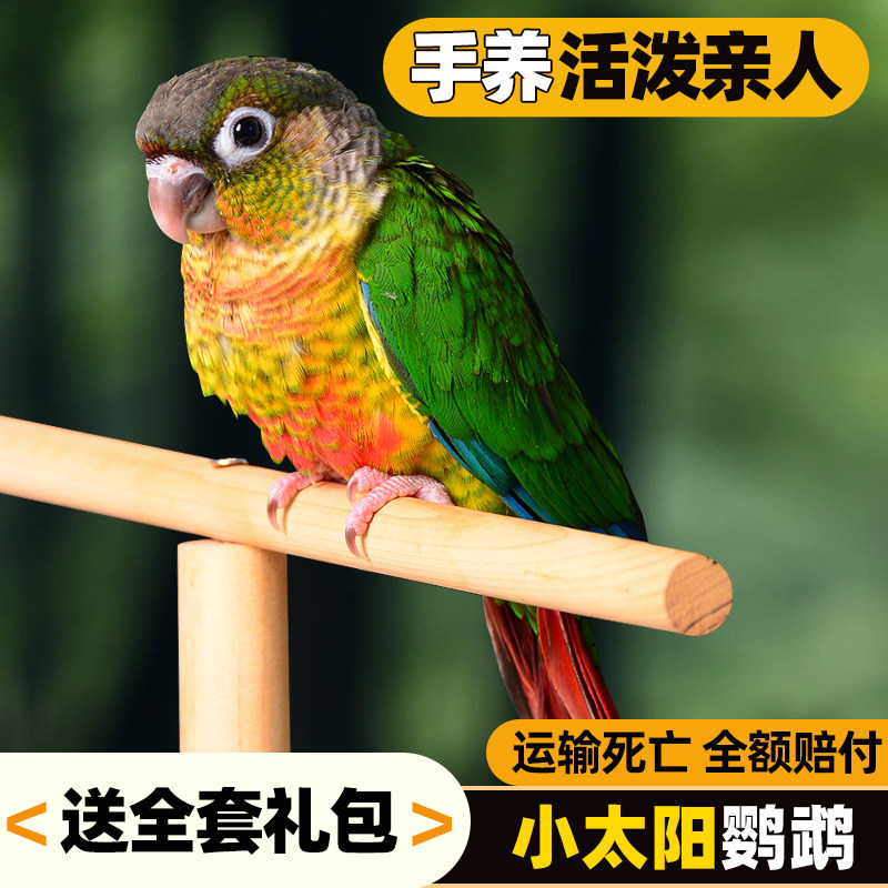鹦鹉活鸟活物家养宠物小鸟中小型会说话手养小太阳鹦鹉包活