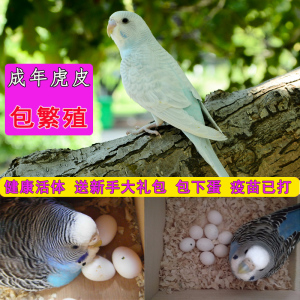 成年虎皮鹦鹉 繁殖鸟 下蛋鸟 种鸟中小型彩色鹦鹉鸟宠物鸟活体