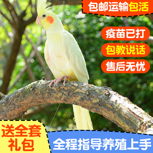 玄凤鹦鹉活体手养宠物会学说话黄化玄凤一对可繁殖鸟活物鹦鹉活鸟