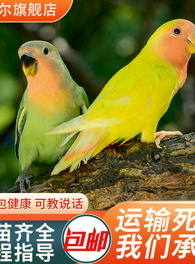 牡丹鹦鹉活鸟活物手养黄桃绿桃小鸟会学说话的宠物鸟家养成年繁殖
