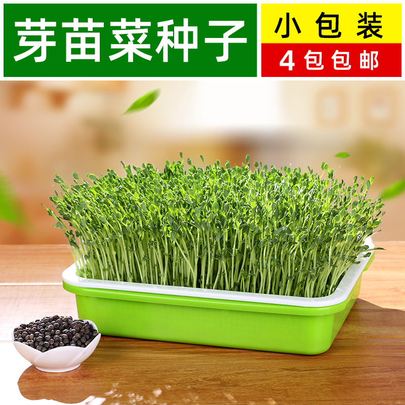 芽苗菜种孑育苗神器种植盘豆芽发芽专用盆水培蔬菜发豆芽水培豆苗