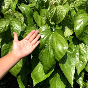 强桑1号养蚕大叶桑正宗海宁嫁接桑苗蚕桑苗蛋白桑桑葚苗桑树苗