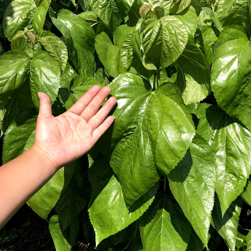 正宗海宁嫁接桑树苗强桑一号