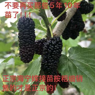 桑葚树苗四季果桑苗无籽大十台湾长果桑桑葚苗桑果苗占地桑树苗