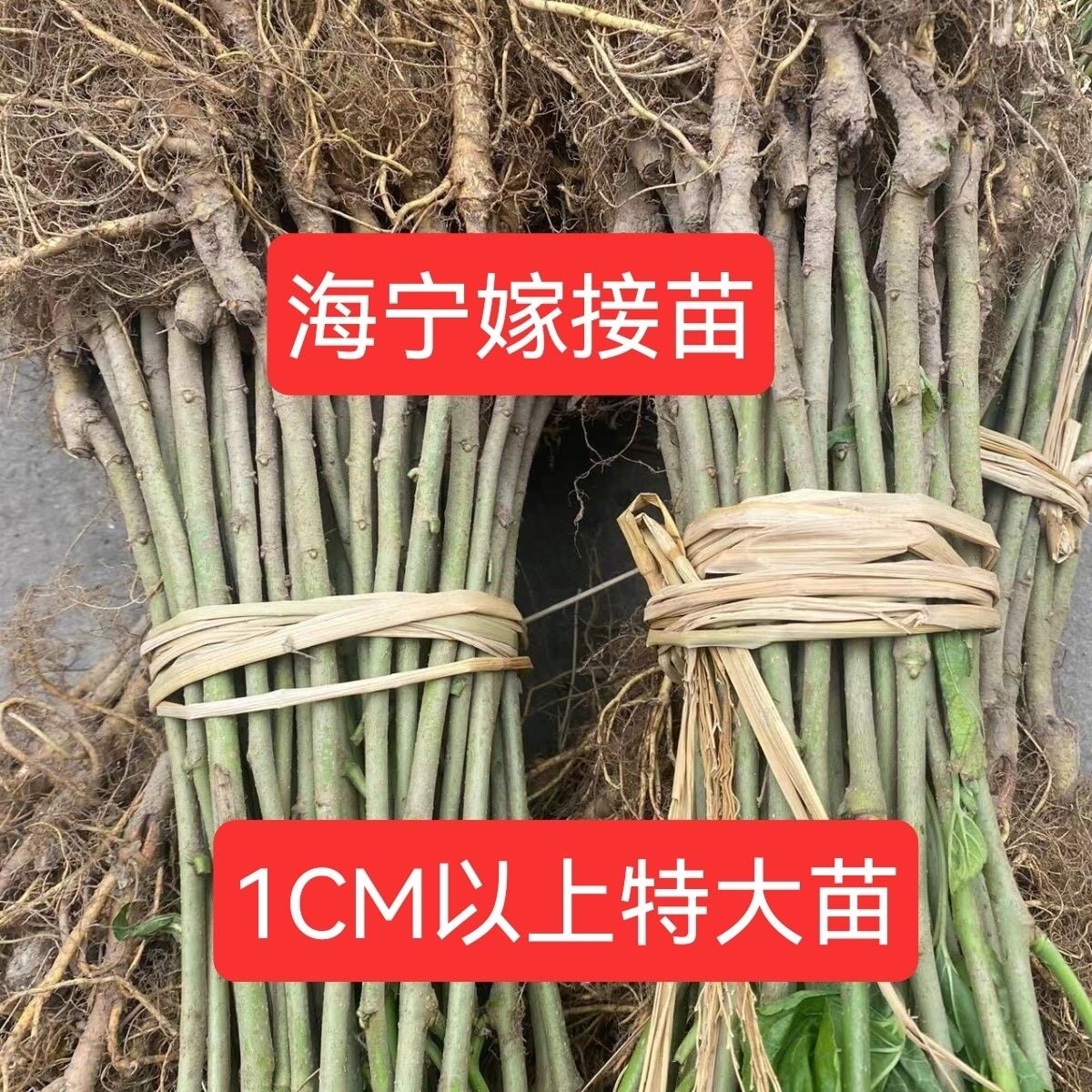 强桑1号养蚕大叶桑正宗海宁嫁接桑苗蚕桑苗蛋白桑桑葚苗桑树苗