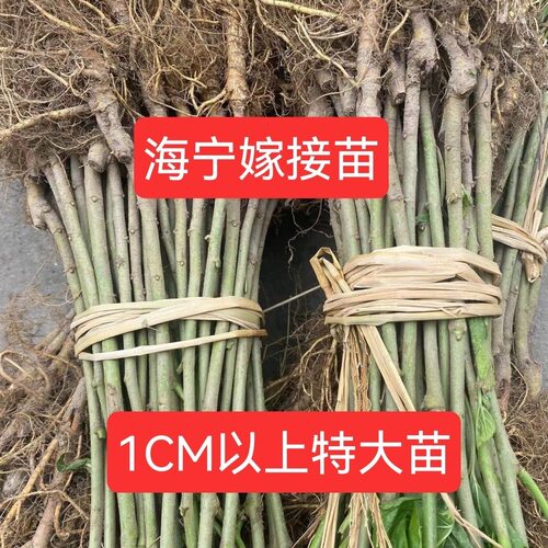 强桑1号养蚕大叶桑正宗海宁嫁接桑苗蚕桑苗蛋白桑桑葚苗桑树苗