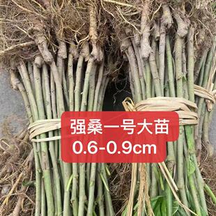 强桑1号养蚕大叶桑正宗海宁嫁接桑苗蚕桑苗蛋白桑桑葚苗桑树苗
