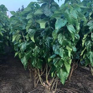 强桑1号养蚕大叶桑正宗海宁嫁接桑苗蚕桑苗蛋白桑桑葚苗桑树苗