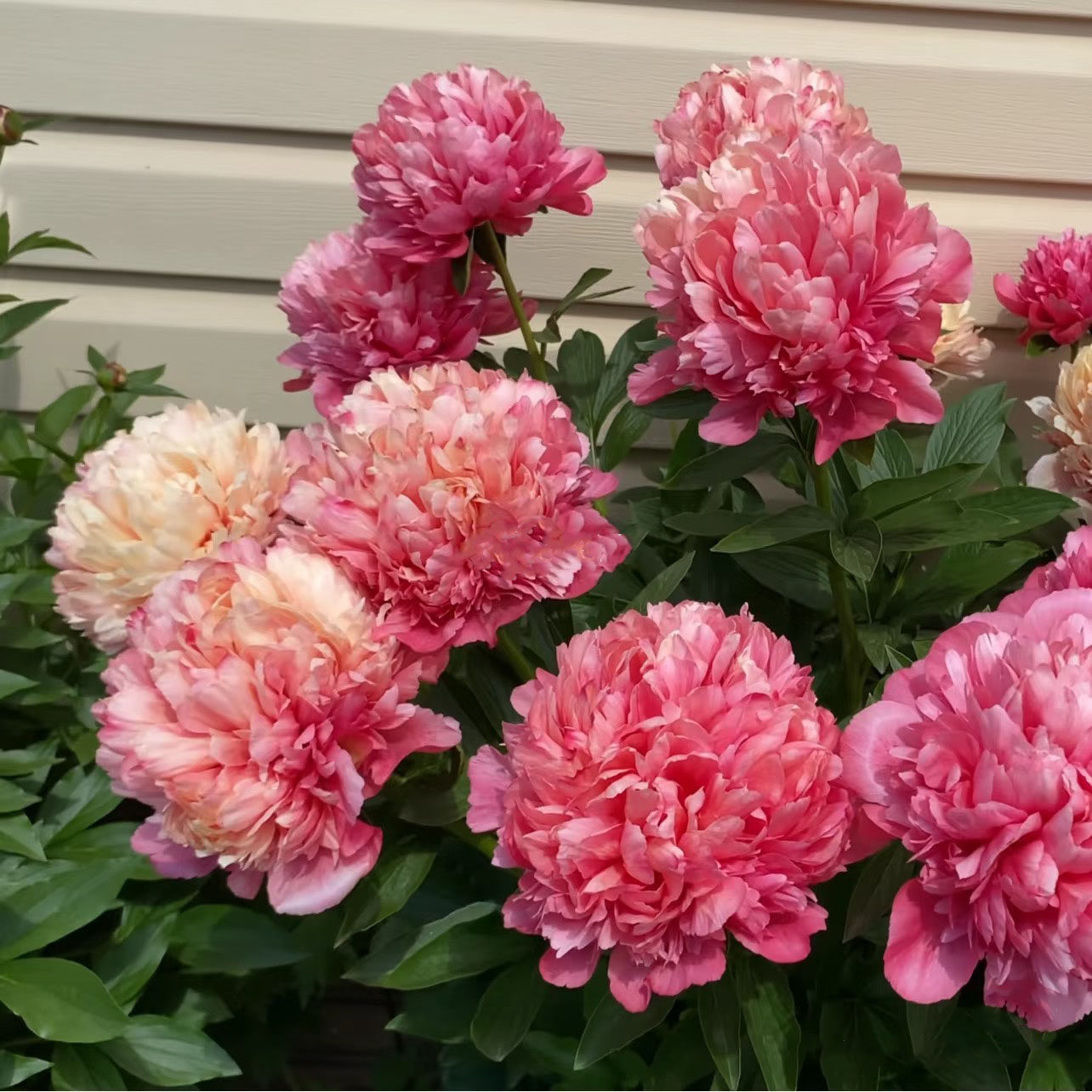 芍药花苗大苗重瓣大花四季开花菏泽牡丹花阳台盆栽庭院耐寒多年生